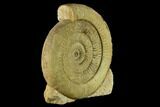 Skirroceras (Stephanoceras) Ammonite - Dorset, England #131895-1